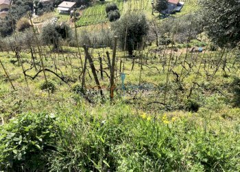 IMG_4625.JPG - Agricultural land Via S. Lorenzo Romagnano 62, Massa - photo 16