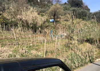 IMG_4633 2.JPG - Agricultural land Via S. Lorenzo Romagnano 62, Massa - photo 17