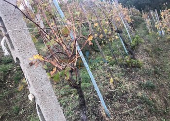 WhatsApp Image 2018-11-13 at 20.26.42 (1).jpeg - Agricultural land Via dell'Uva 16, Massa - photo 2