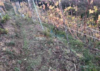 WhatsApp Image 2018-11-13 at 20.26.42 (2).jpeg - Agricultural land Via dell'Uva 16, Massa - photo 4