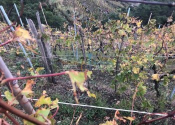 WhatsApp Image 2018-11-13 at 20.26.42.jpeg - Agricultural land Via dell'Uva 16, Massa - photo 5