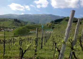 IMG_1069.jpeg - Agricultural land Via dell'Uva 6-10, Massa - photo 2