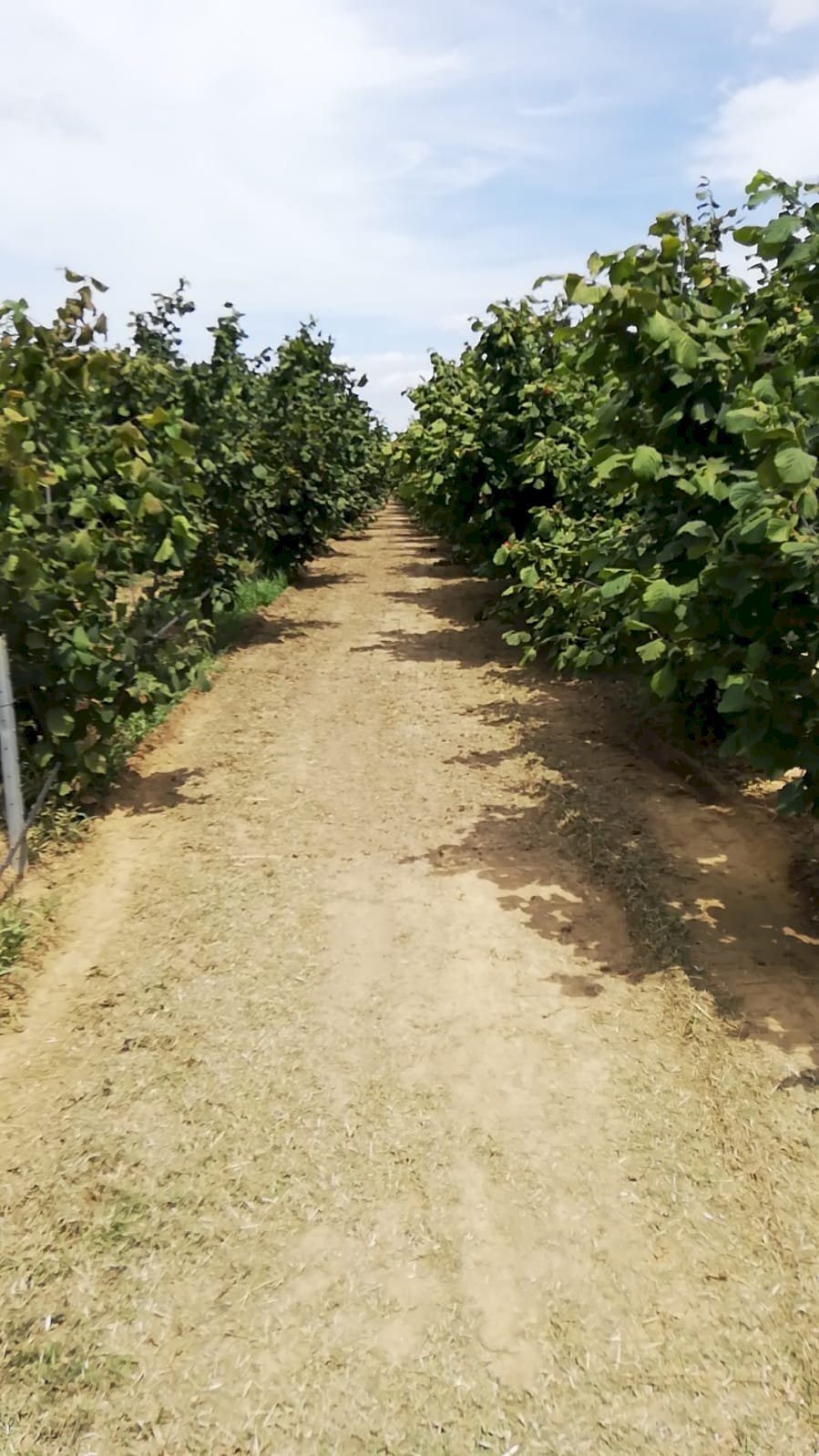 Agricultural land Alessandria - photo 1