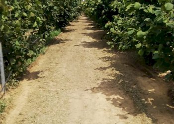 Terreno agricolo Alessandria - foto 1