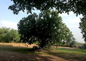 Rustico via Canale, Casalgrande - foto 8