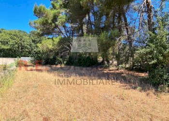 20230727_110900.jpg - Villa SP581 23, Martina Franca - foto 4