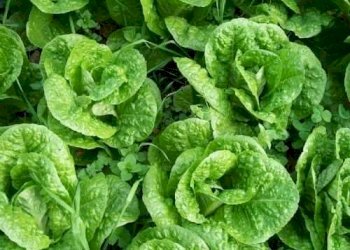 Laboratorio Campogalliano - foto 2