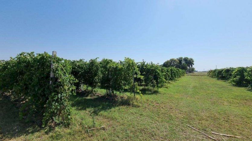 Agricultural land Soliera - photo 2