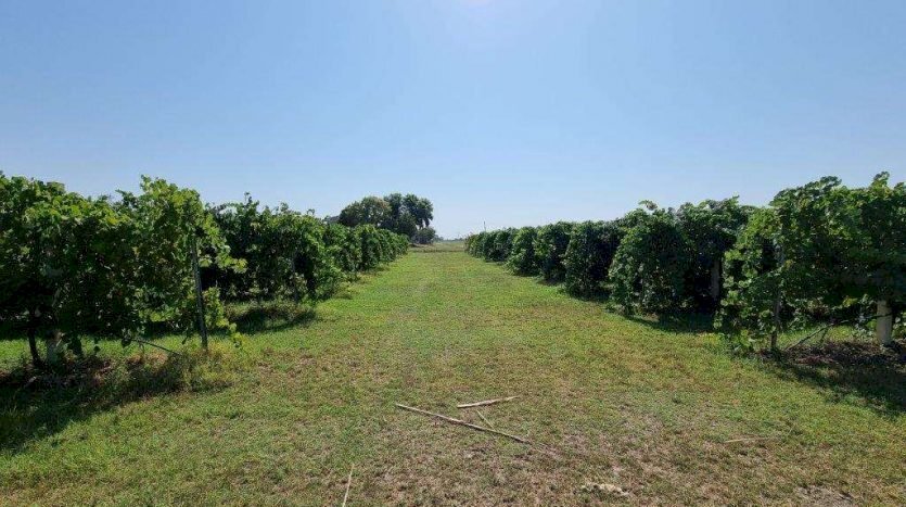 Agricultural land Soliera - photo 3