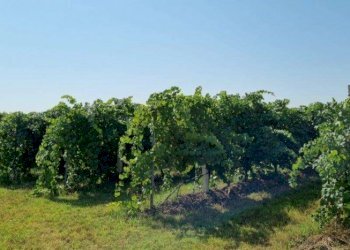 Terreno agricolo Soliera - foto 1