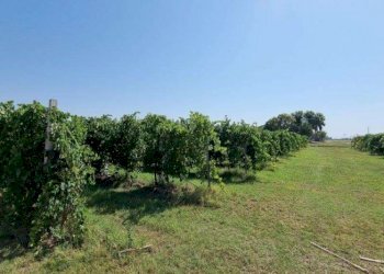 Terreno agricolo Soliera - foto 2