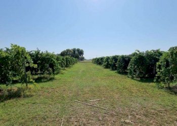 Terreno agricolo Soliera - foto 3