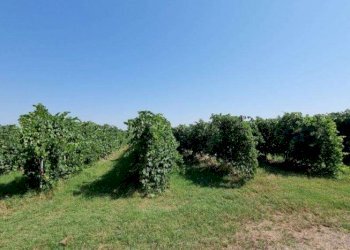 Terreno agricolo Soliera - foto 5