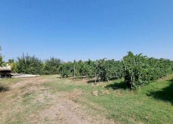 Terreno agricolo Soliera - foto 6