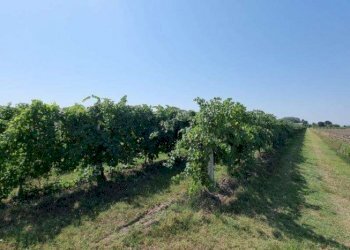 Terreno agricolo Soliera - foto 7