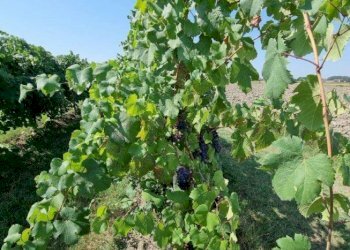 Terreno agricolo Soliera - foto 8