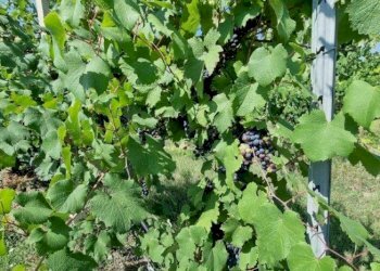 Terreno agricolo Soliera - foto 10