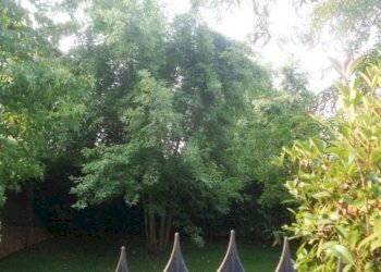 Casale Modena - foto 21