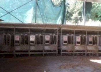Farm Pavullo nel Frignano - photo 5