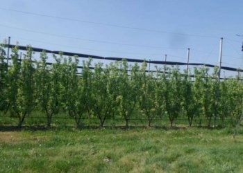 Casale Soliera - photo 12