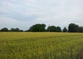 Terreno agricolo Carpi - foto 2