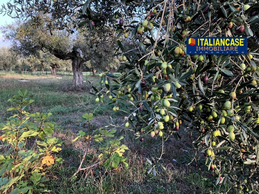 IMG-20230419-WA0015 (1).jpg - Terreno agricolo Contrada San Pietro 89, Città Sant'Angelo - foto 3