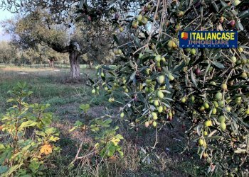 IMG-20230419-WA0015 (1).jpg - Terreno agricolo Contrada San Pietro 89, Città Sant'Angelo - foto 3