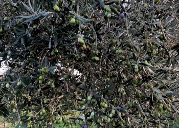 IMG-20230419-WA0018.jpg - Terreno agricolo Contrada San Pietro 89, Città Sant'Angelo - foto 5