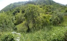 Rustic Andora - photo 2