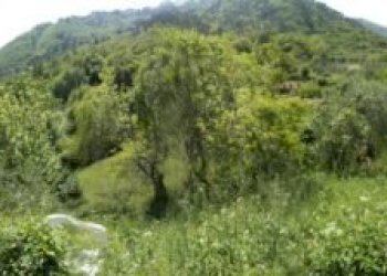 Rustic Andora - photo 2