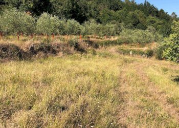 Rustico Quiliano - foto 6