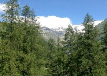 One-room apartment Gressoney-la-Trinitè - photo 17