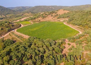 Terreno agricolo Via Sigara, Calangianus - foto 8