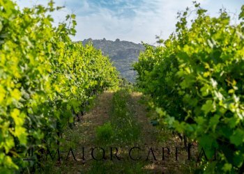 Terreno agricolo Via Sigara, Calangianus - foto 14