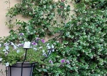 Ristorante Piazza Armando Diaz, 1, Villar San Costanzo - foto 10