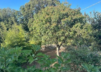 WhatsApp Image 2023-08-03 at 09.21.35 (1).jpeg - Rustico Ameglia - foto 16