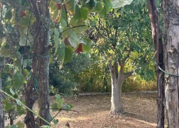 WhatsApp Image 2023-08-03 at 09.21.35 (5).jpeg - Rustico Ameglia - foto 18