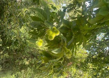 Altro - Rustico via Val Roveto, Trescore Balneario - foto 6