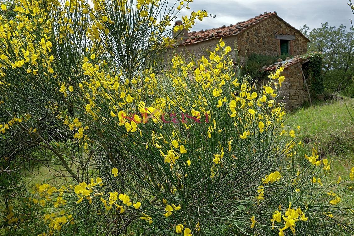 Rustico Roccalbegna - foto 2