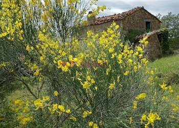 Rustico Roccalbegna - foto 2