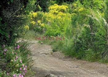 Rustico Roccalbegna - foto 5