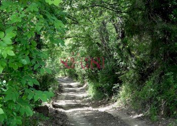 Rustico Roccalbegna - foto 6