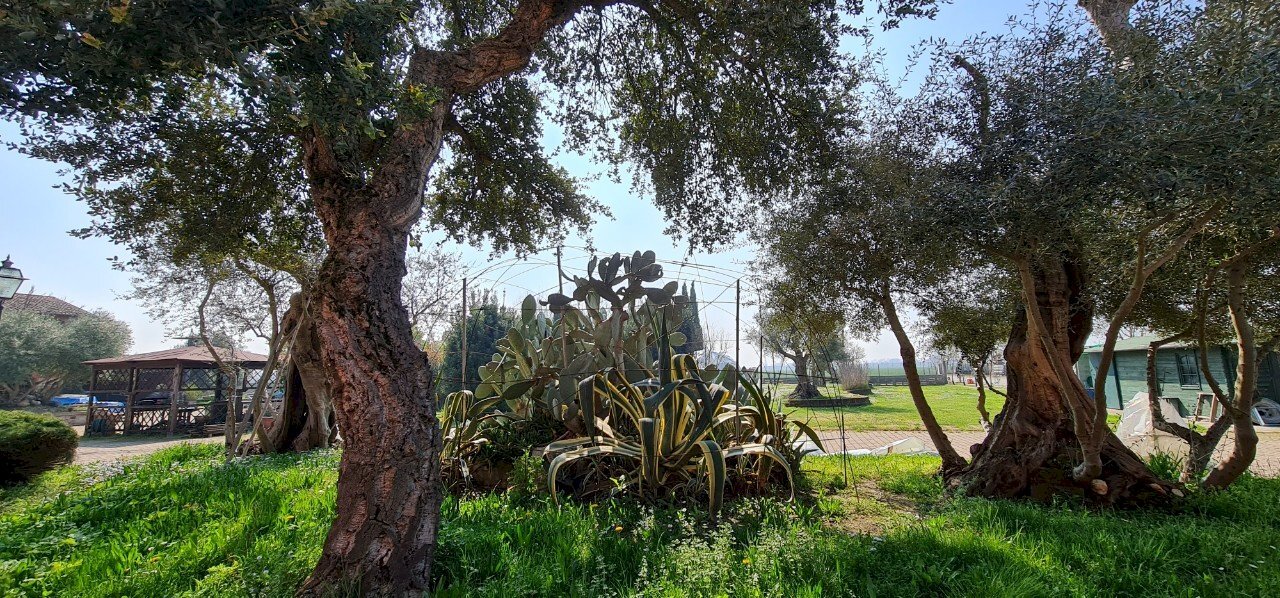 Terreno agricolo San Felice sul Panaro - foto 3