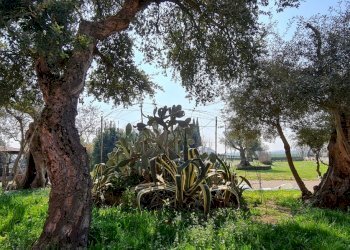 Terreno agricolo San Felice sul Panaro - foto 3