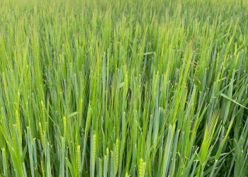 Independent house Frazione Quarto Superiore, Asti - photo 6