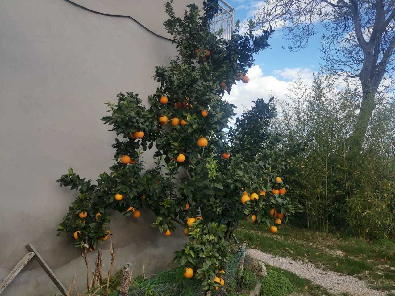 WhatsApp Image 2023-01-03 at 09.24.42 (1).jpeg - Casa indipendente Montebello di Bertona - foto 2