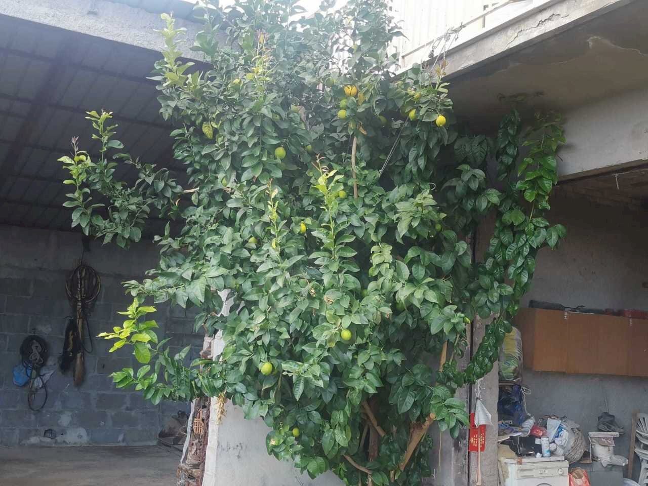 WhatsApp Image 2023-01-03 at 09.24.42.jpeg - Casa indipendente Montebello di Bertona - foto 3