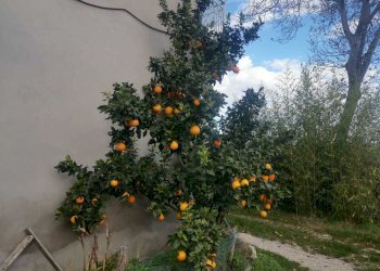 WhatsApp Image 2023-01-03 at 09.24.42 (1).jpeg - Casa indipendente Montebello di Bertona - foto 2