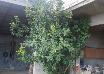 WhatsApp Image 2023-01-03 at 09.24.42.jpeg - Casa indipendente Montebello di Bertona - foto 3