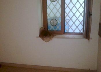 IMG_20180909_114837.jpg - Appartamento Piazzetta Purgatorio 67, Penne - foto 8